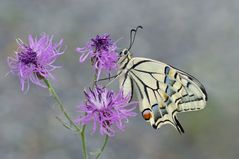 Schwalbenschwanz (Papilio machaon) - Weibchen