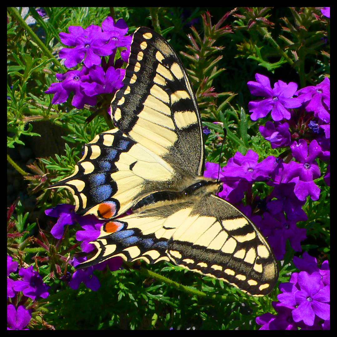 Schwalbenschwanz (Papilio macharon)