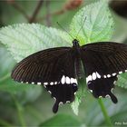 Schwalbenschwanz Papilio polytes .... Schmetterlingshaus Zoo Krefeld