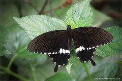 Schwalbenschwanz Papilio polytes .... Schmetterlingshaus Zoo Krefeld