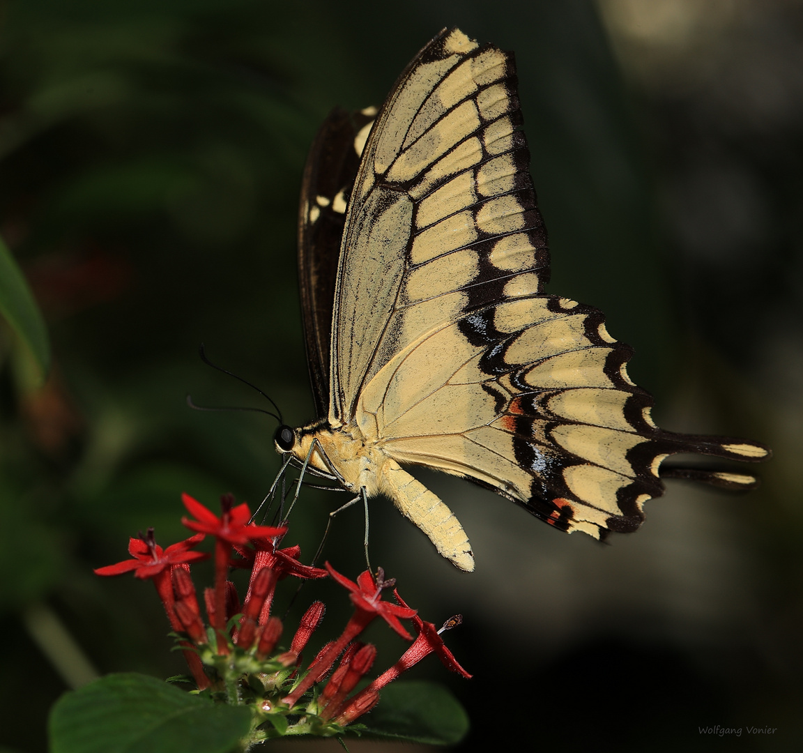 Schwalbenschwanz-Papilio thoas