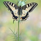 Schwalbenschwanz (Papilion machaon)