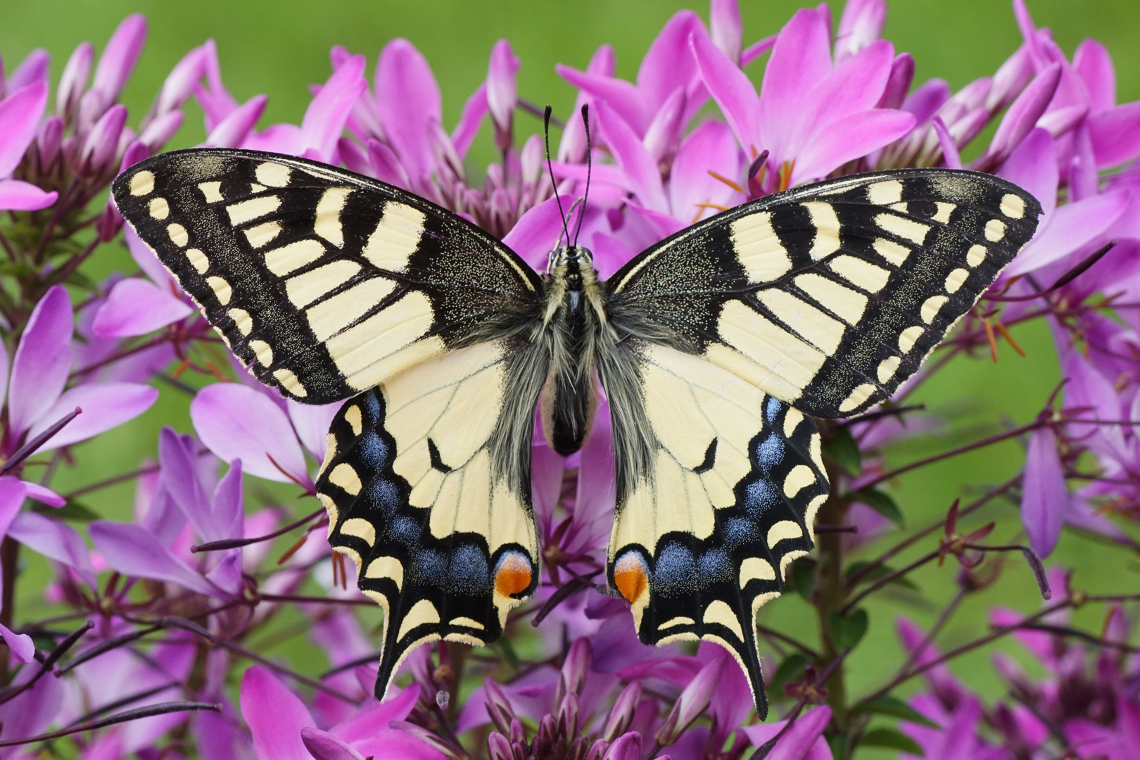 Schwalbenschwanz (Papilion machaon)