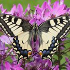 Schwalbenschwanz (Papilion machaon)