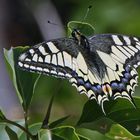 Schwalbenschwanz-Papillo machaon im Böhmischen Mittelgebirge