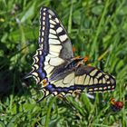 Schwalbenschwanz-Papillo machaon mit dem Tamron aus der Ferne...