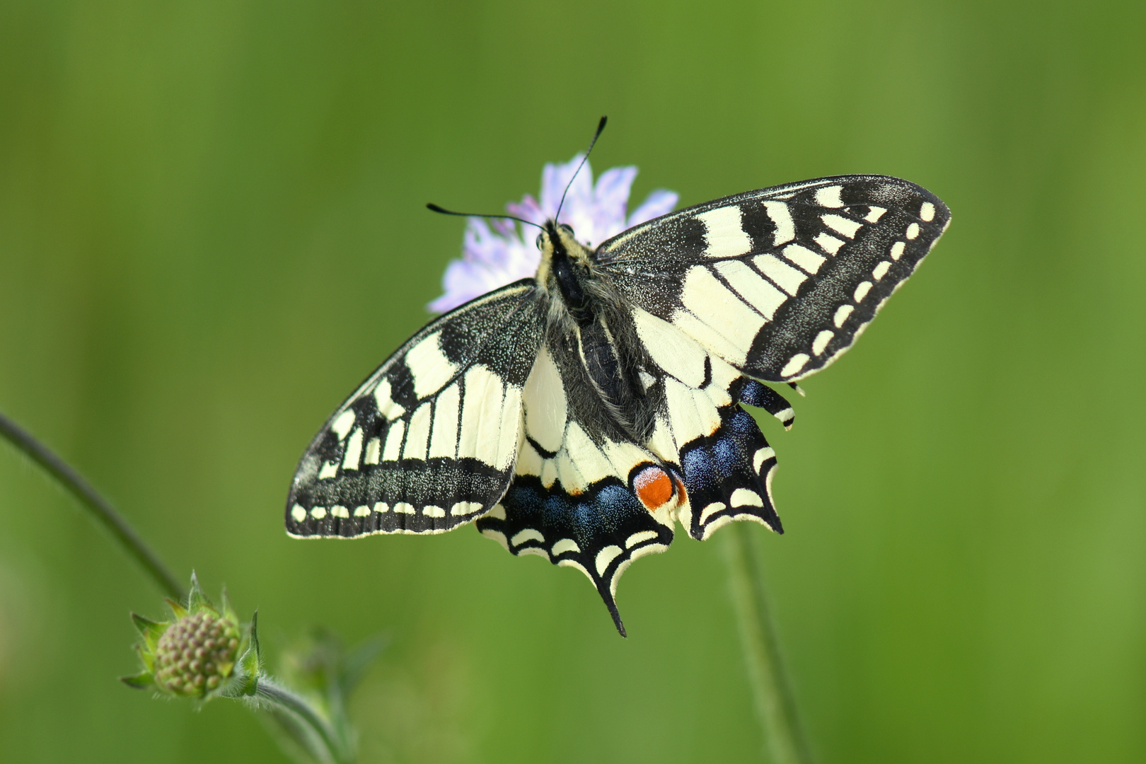 Schwalbenschwanz /Papillo machaon/ Sp 50-75 mm