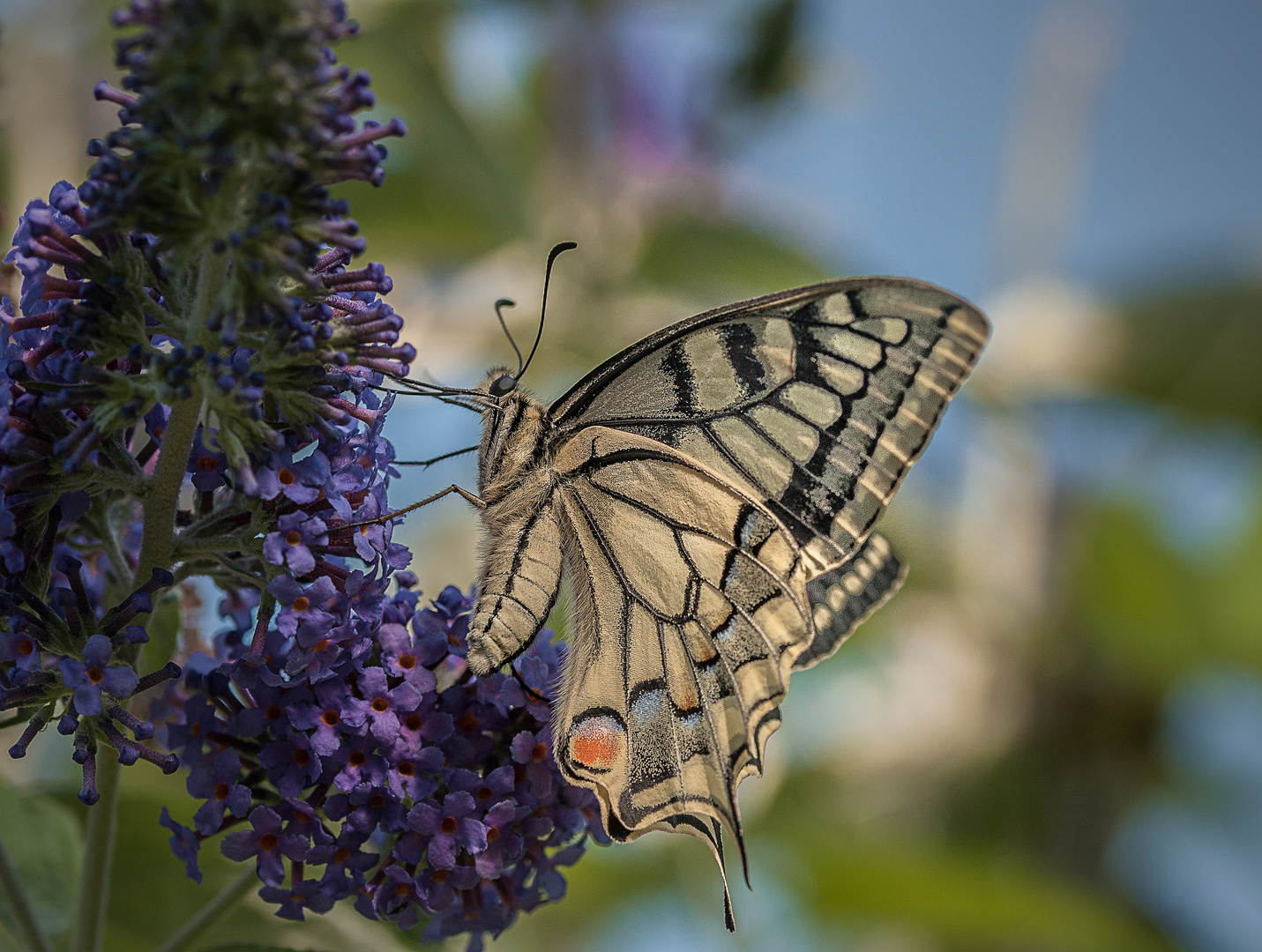 Schwalbenschwanz (Papilo machaon)