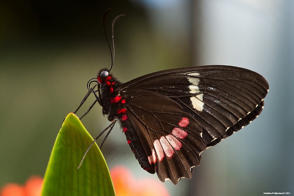 Schwalbenschwanz (Parides iphidamas)