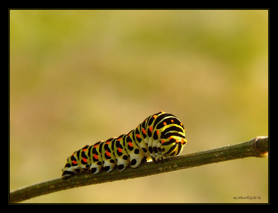 ~Schwalbenschwanz Raupe~