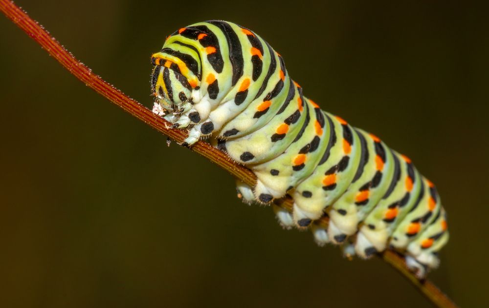 Schwalbenschwanz Raupe