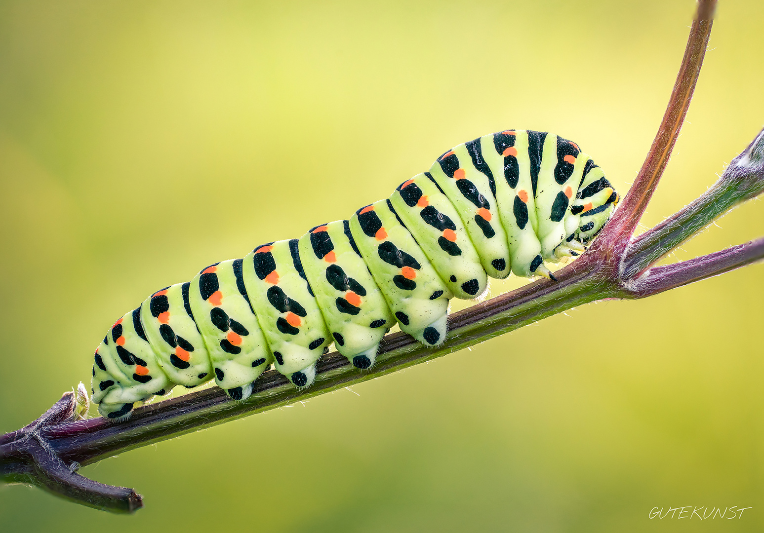 Schwalbenschwanz-Raupe Foto & Bild | tiere, wildlife, schmetterlinge Bilder auf fotocommunity