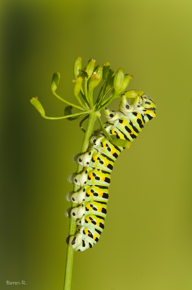 Schwalbenschwanz Raupe