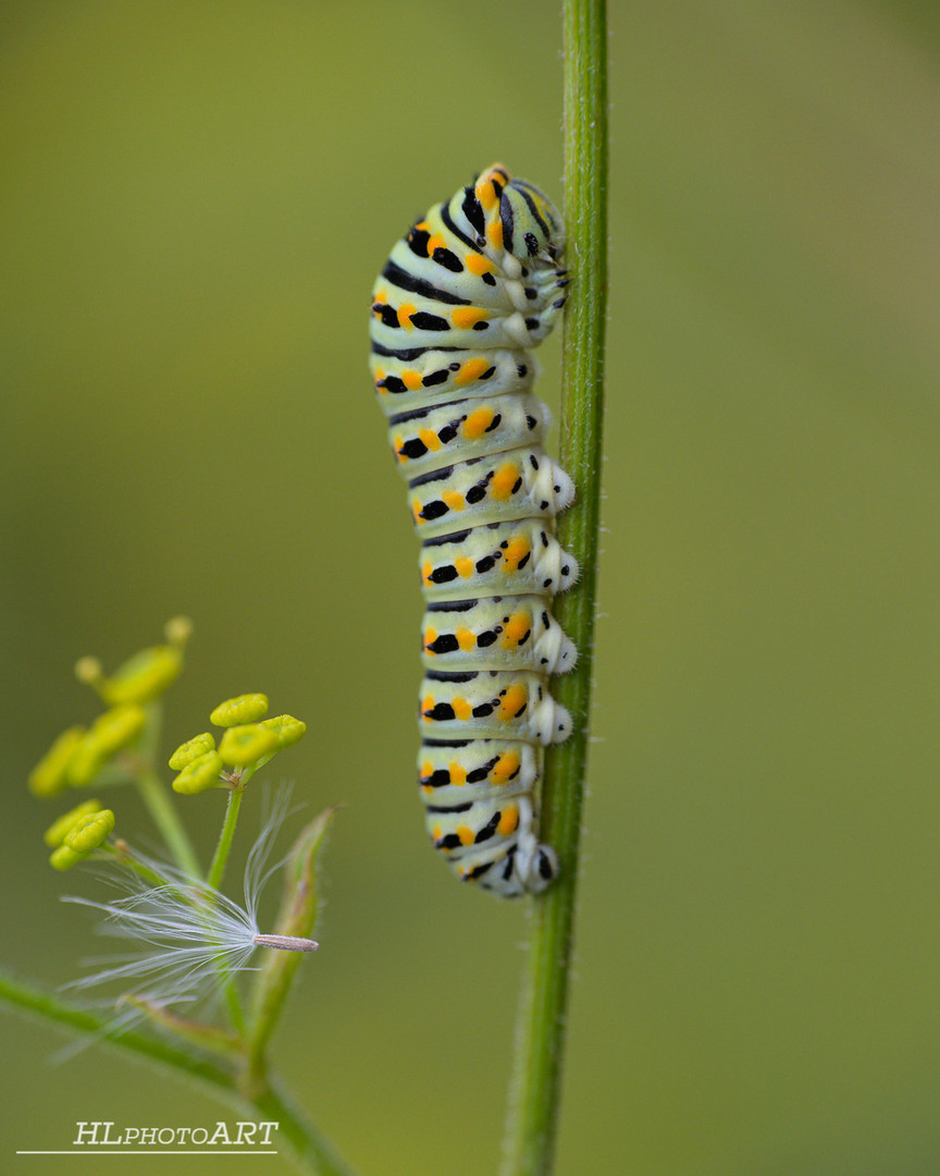 Schwalbenschwanz Raupe