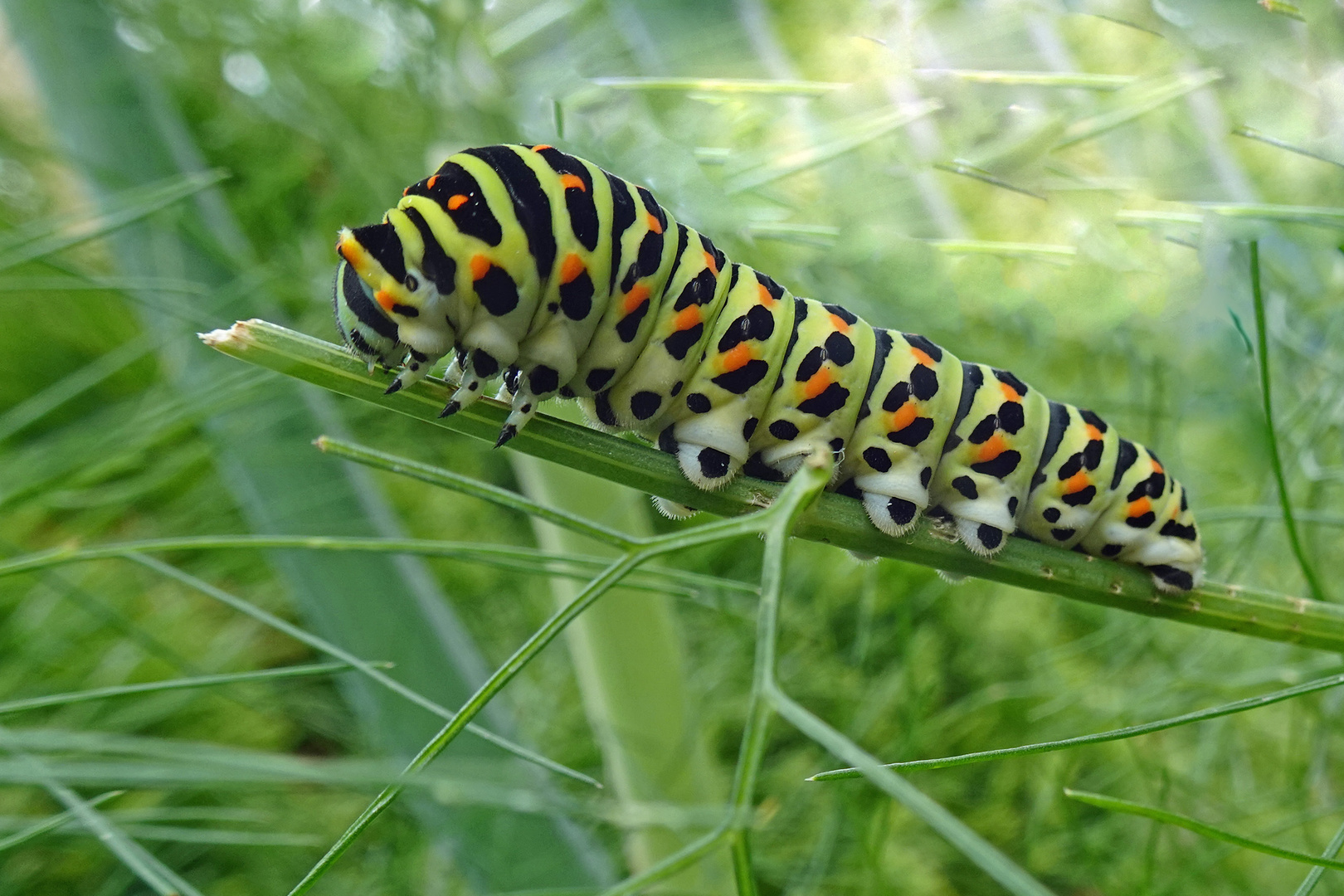 Schwalbenschwanz Raupe