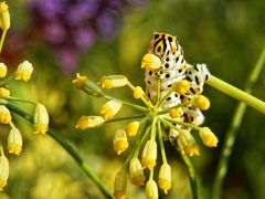 Schwalbenschwanz-Raupe im Gewürzfenchel