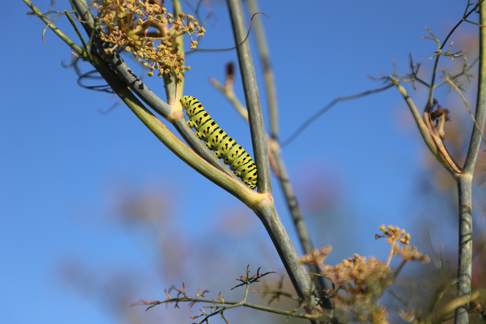 Schwalbenschwanz Raupe Nimmersatt