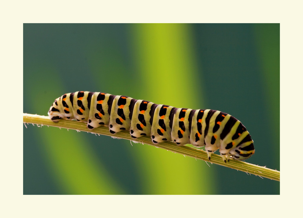 Schwalbenschwanz-Raupe (Papilio machaon)