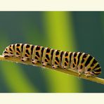 Schwalbenschwanz-Raupe (Papilio machaon)