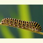 Schwalbenschwanz-Raupe (Papilio machaon)