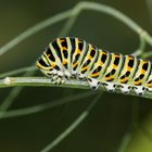 Schwalbenschwanz-Raupe ( Papilio machaon )