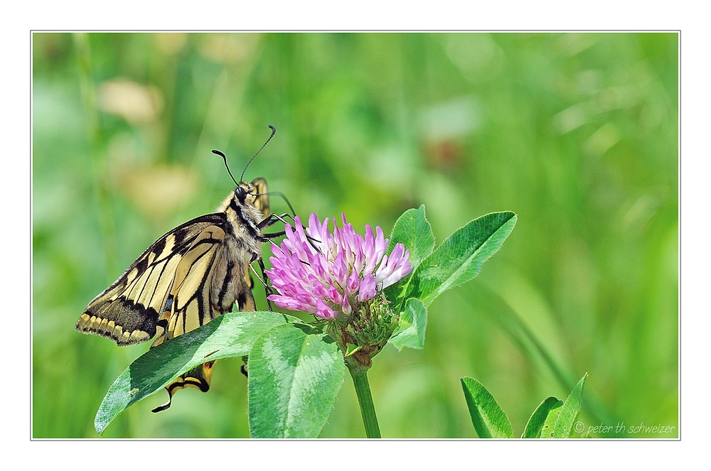 Schwalbenschwanz-Schmetterling