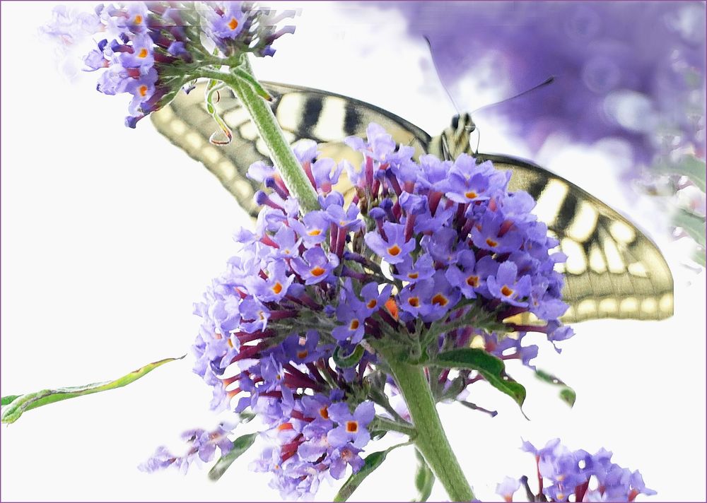 Schwalbenschwanz    Schmetterling