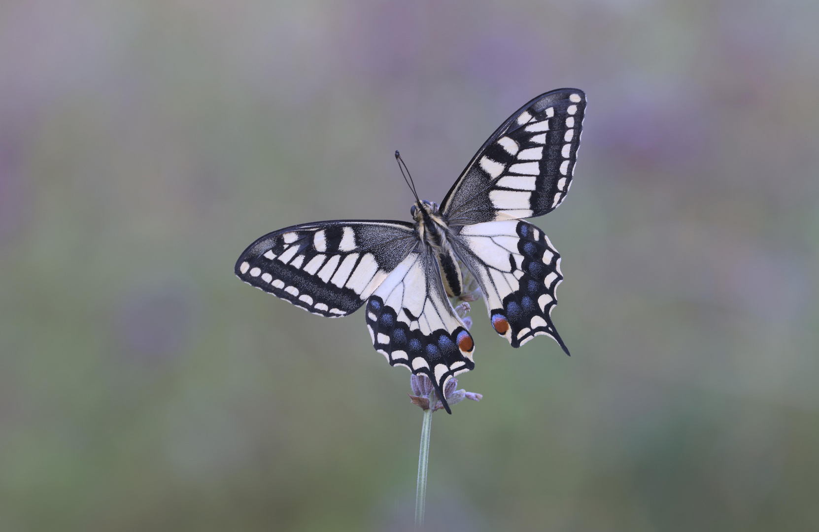 Schwalbenschwanz Schmetterling