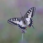 Schwalbenschwanz Schmetterling