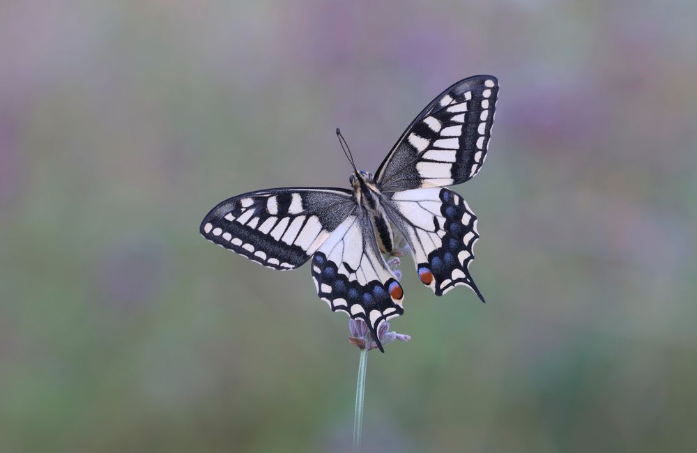 Schwalbenschwanz Schmetterling