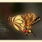 Schwalbenschwanz - Schmetterling