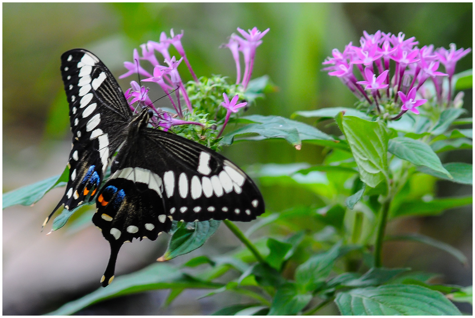 Schwalbenschwanz Schmetterling