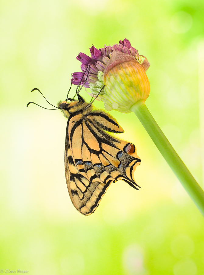 Schwalbenschwanz-Schmetterling