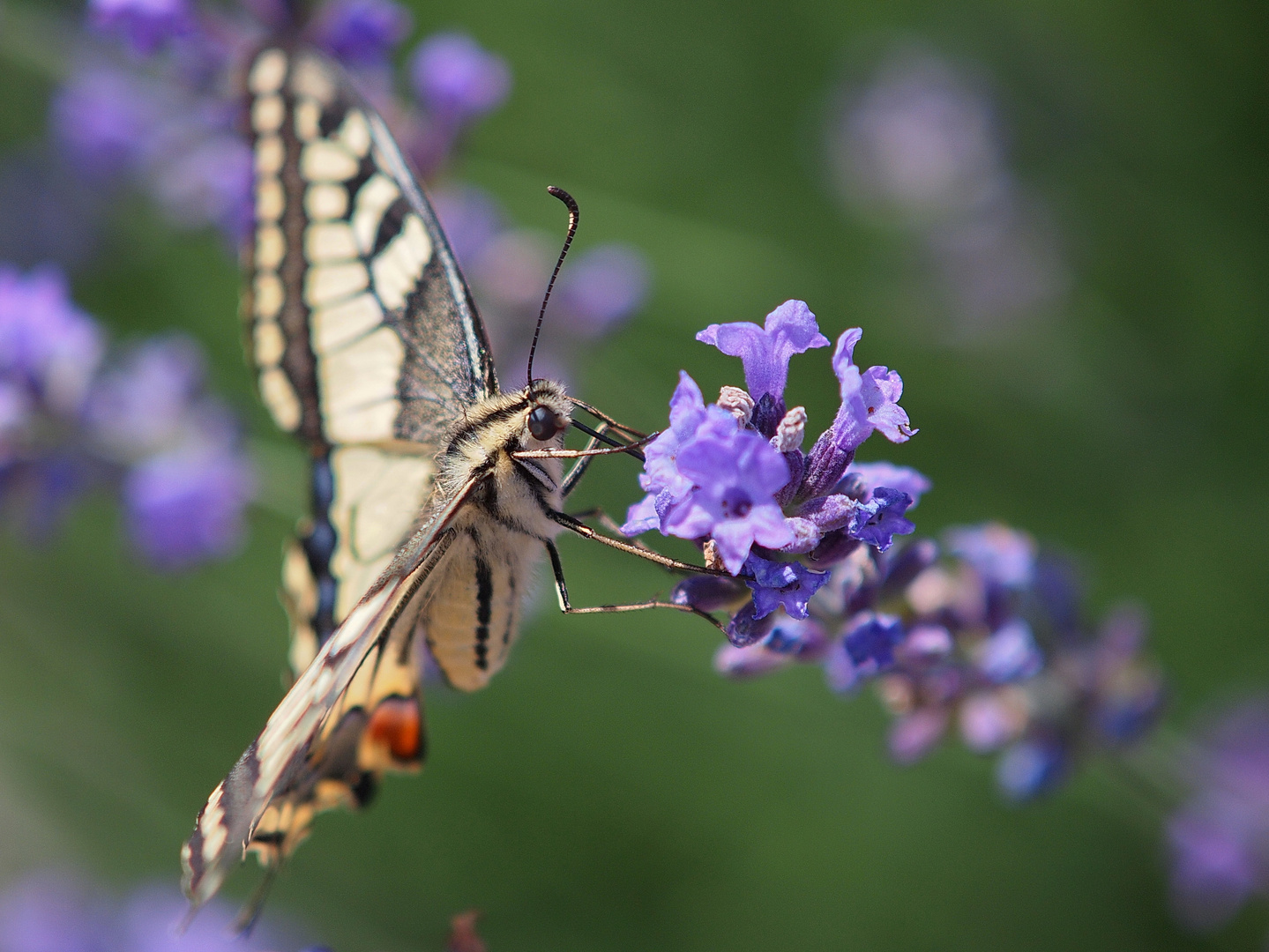 Schwalbenschwanz Schmetterling