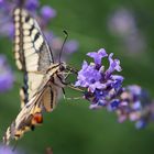 Schwalbenschwanz Schmetterling