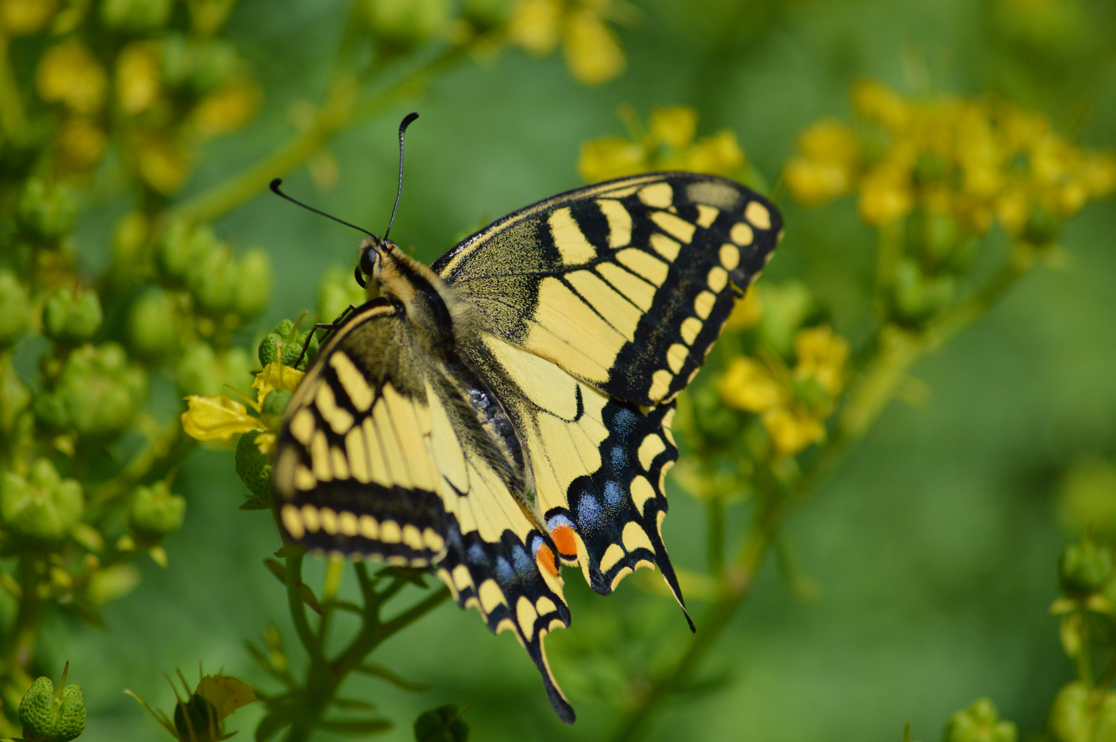 Schwalbenschwanz (Schmetterling)