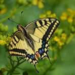 Schwalbenschwanz (Schmetterling)