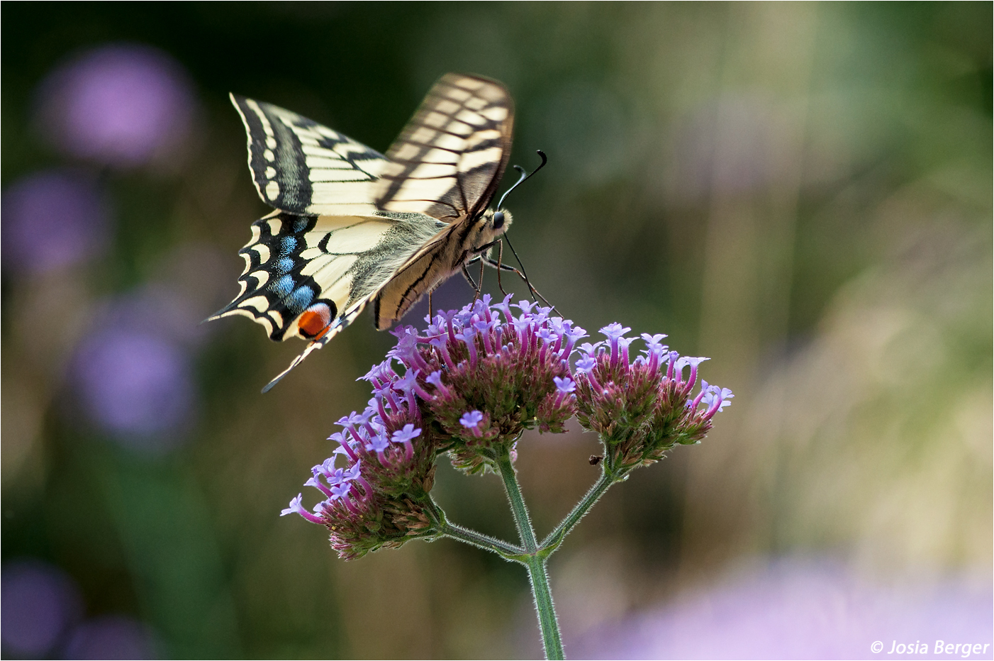 Schwalbenschwanz Schmetterling