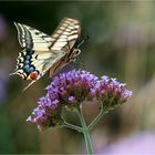 Schwalbenschwanz Schmetterling