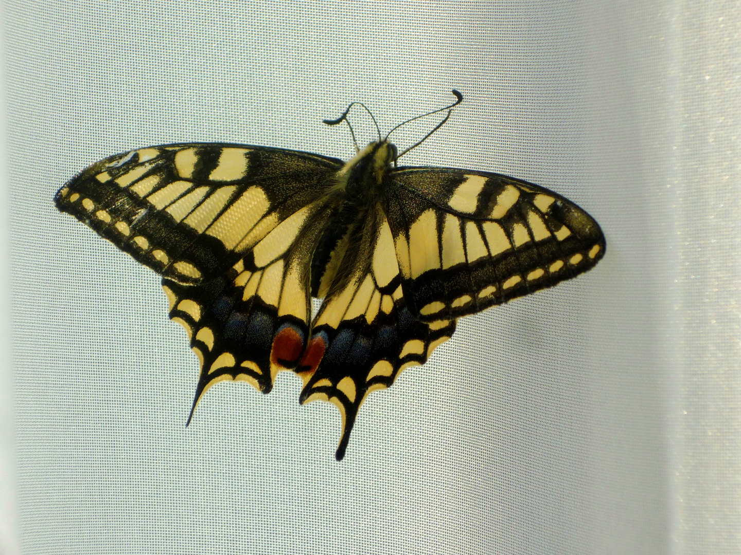 Schwalbenschwanz Schmetterling