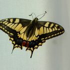 Schwalbenschwanz Schmetterling