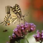 Schwalbenschwanz Schmetterling