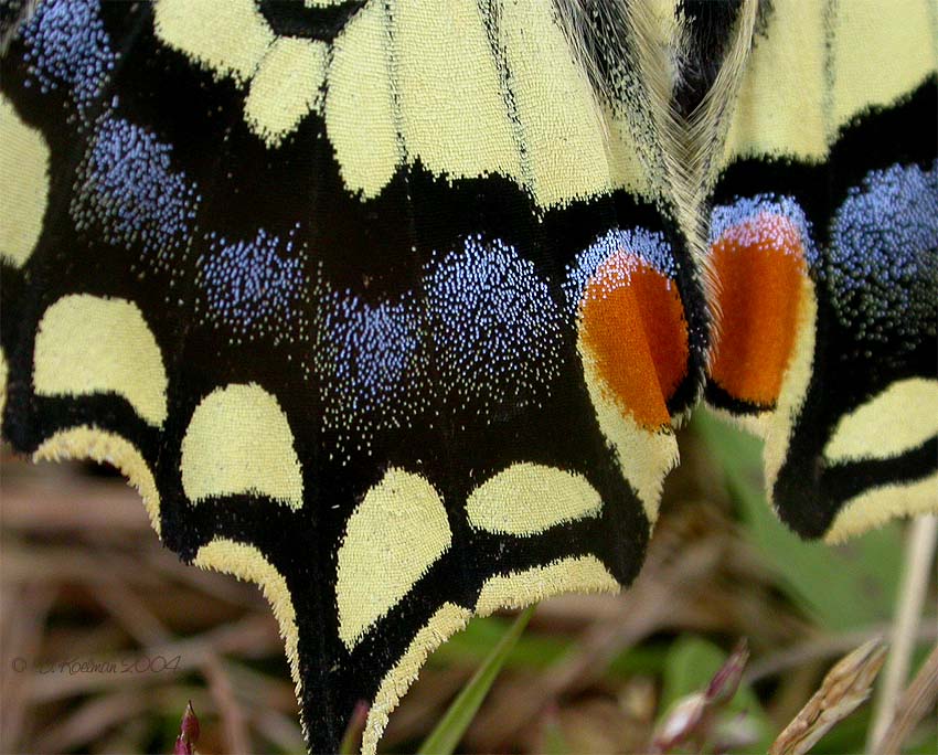 Schwalbenschwanz Schuppendetailfoto