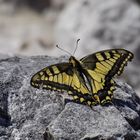 Schwalbenschwanz sitzt völlig unauffällig auf einem grauen Felsen