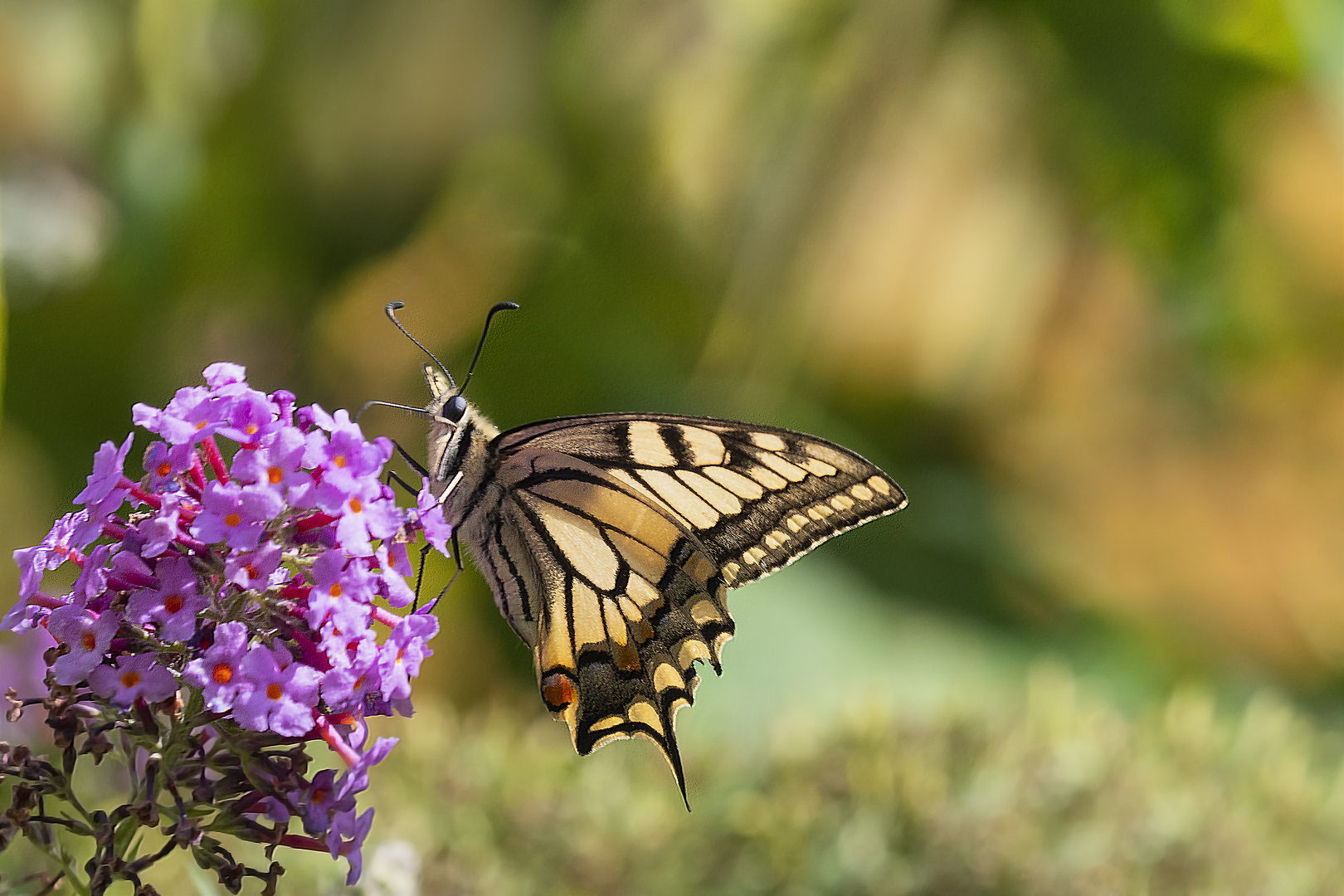 Schwalbenschwanz , Sonntagsbesuch im Garten