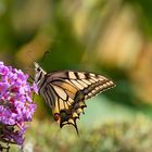 Schwalbenschwanz , Sonntagsbesuch im Garten