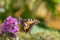 Schwalbenschwanz , Sonntagsbesuch im Garten