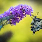 Schwalbenschwanz (swallowtail)