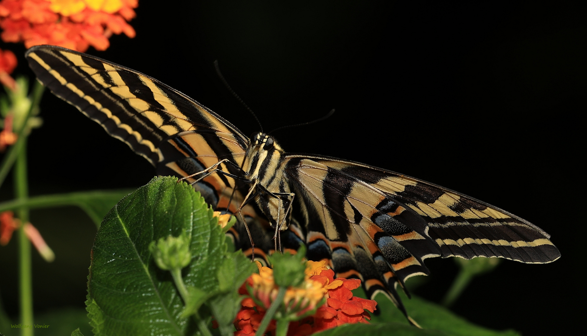 Schwalbenschwanz-Three Tailed Swallowtail-Papilio pilumnus