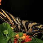 Schwalbenschwanz-Three Tailed Swallowtail-Papilio pilumnus
